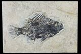 Bargain, Fossil Fish (Cockerellites) - Green River Formation #113879-1